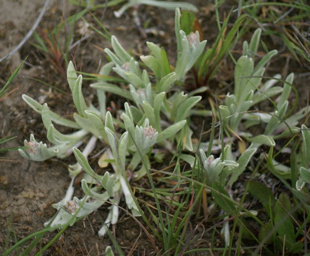 Meadow pussytoes. Photo by Cat Urbigkit.