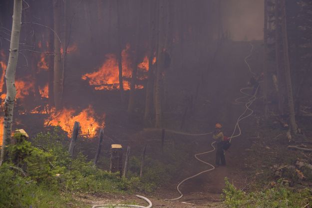 Patroling the perimeter. Photo by Mark Gocke, WGFD.