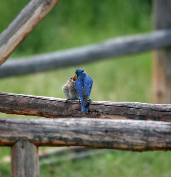 Thanks Daddy!. Photo by Mindi Crabb.