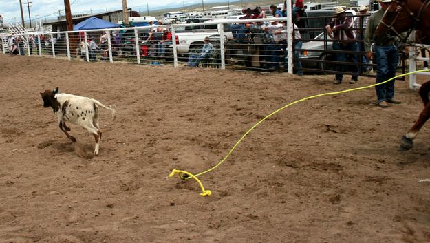 Calf on the run. Photo by Dawn Ballou, Pinedale Online.