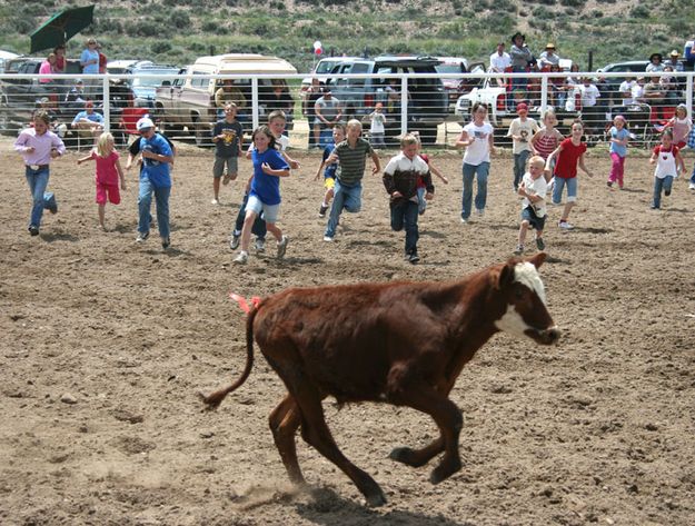 Calf Scramble. Photo by Dawn Ballou, Pinedale Online.