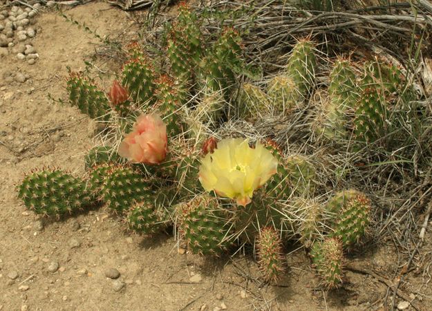 Prickly Pear. Photo by Dawn Ballou, Pinedale Online.