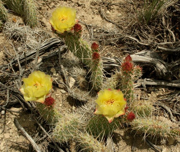 Prickly Pear Cactus. Photo by Dawn Ballou, Pinedale Online.
