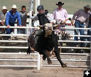 Bull Riding. Photo by Clint Gilchrist, Pinedale Online.