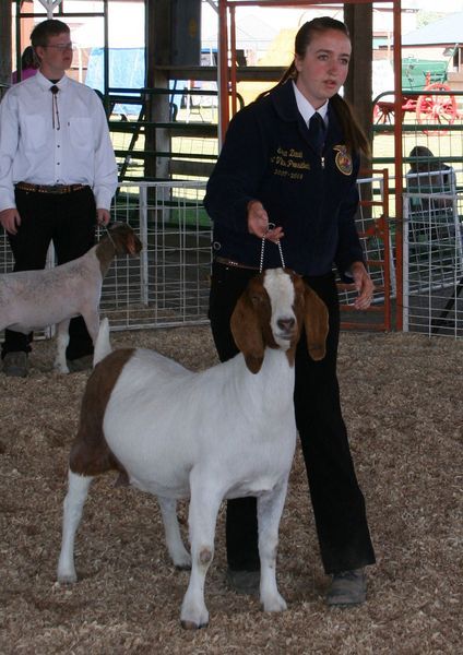 Grand Champion Goats & Sheep. Photo by Clint Gilchrist, Pinedale Online.