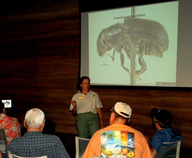 Beetle Talk. Photo by Dawn Ballou, Pinedale Online.