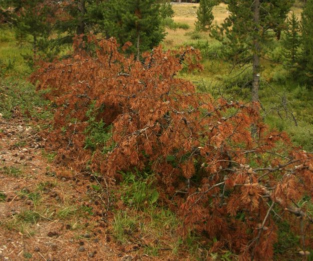 Dead Tree. Photo by Dawn Ballou, Pinedale Online.