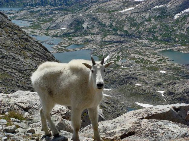 Wind River Mountain Goat. Photo by Katie Mortenson.