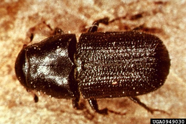 Mountain Pine Beetle. Photo by U. S. Forest Service.