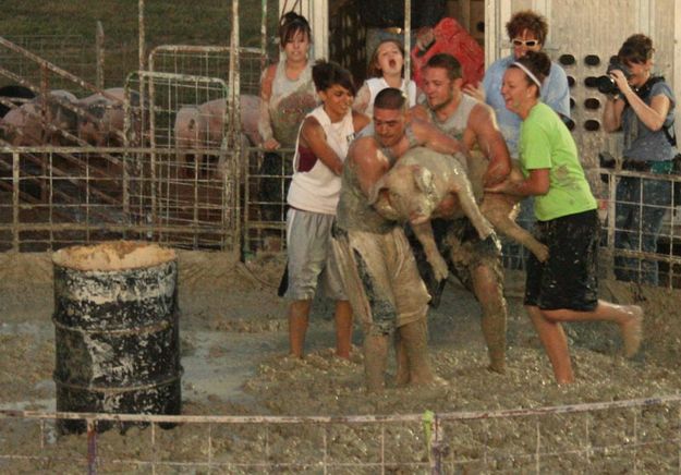 Swine Flu. Photo by Dawn Ballou, Pinedale Online.