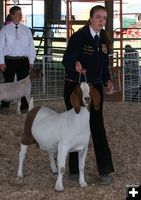 Grand Champion Goats & Sheep. Photo by Clint Gilchrist, Pinedale Online.