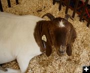 Getting Your Goat. Photo by Samantha Abernathy, Pinedale Roundup.