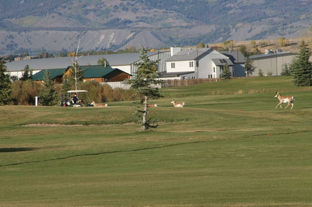 Fore!. Photo by Pam McCulloch, Pinedale Online.