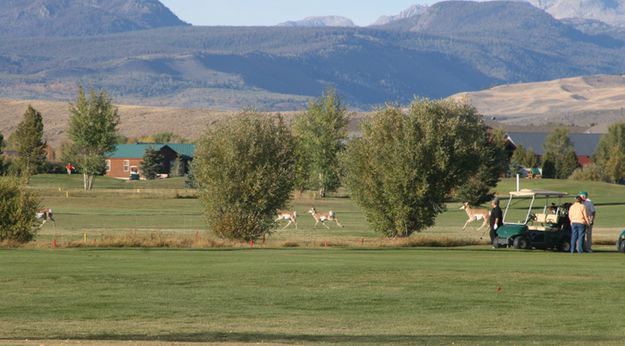 Passing Through. Photo by Pam McCulloch, Pinedale Online.