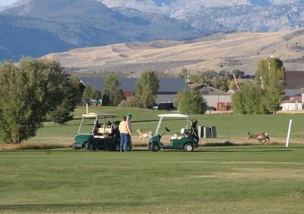 Fairway. Photo by Pam McCulloch, Pinedale Online.