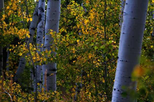 Aspen. Photo by Pam McCulloch, Pinedale Online.