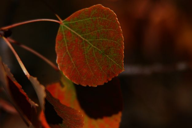 Changing. Photo by Pam McCulloch, Pinedale Online.