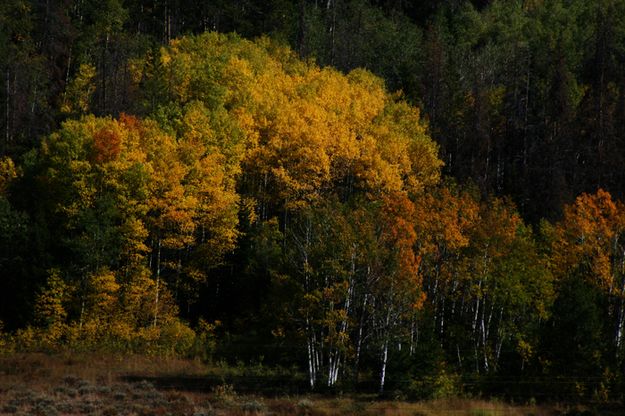 Colors. Photo by Pam McCulloch, Pinedale Online.