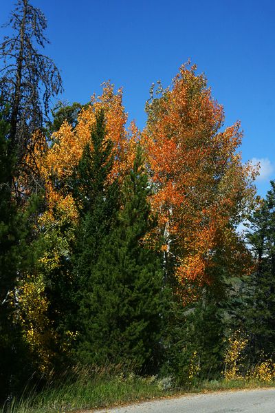 Autumn. Photo by Pam McCulloch, Pinedale Online.