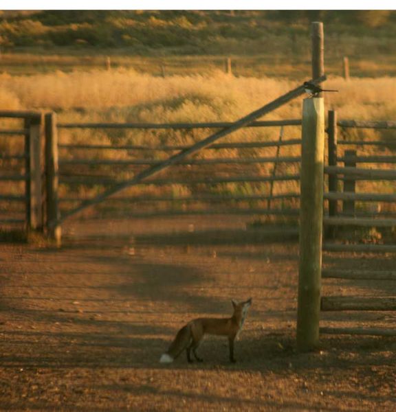 Fox and the Magpie. Photo by Dawn Ballou, Pinedale Online.