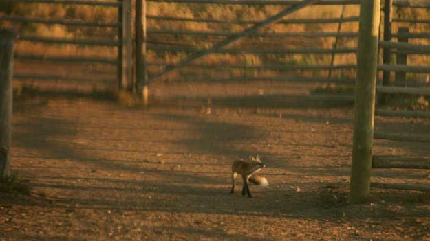 Oh it's a Magpie!. Photo by Dawn Ballou, Pinedale Online.