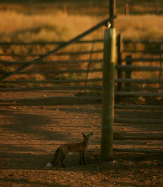 Can I  jump that high?. Photo by Dawn Ballou, Pinedale Online.