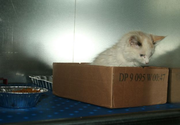 Kitten. Photo by Dawn Ballou, Pinedale Online.