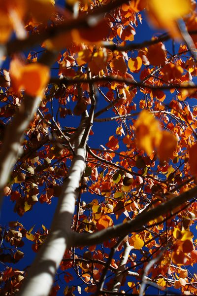 Looking Up. Photo by Pam McCulloch, Pinedale Online.