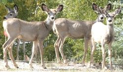 Maturing Muleys. Photo by Trey Wilkinson, Sublette Examiner.