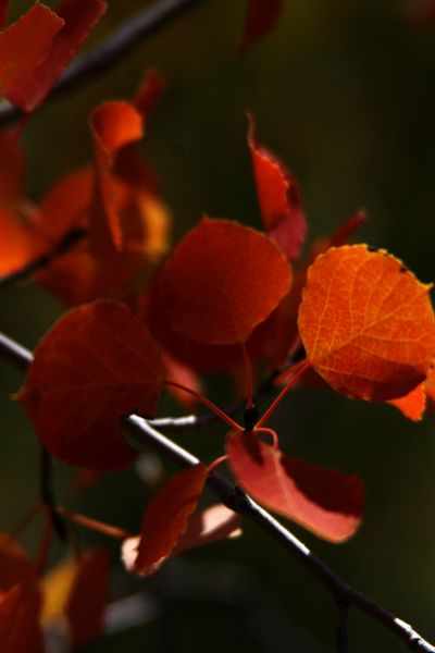 Orange  . Photo by Pam McCulloch, Pinedale Online.