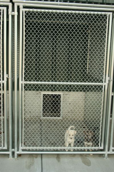 Outside Kennel area. Photo by Dawn Ballou, Pinedale Online.