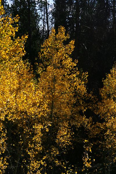 Yellow . Photo by Pam McCulloch, Pinedale Online.