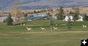 Antelope Crossing. Photo by Pam McCulloch, Pinedale Online.