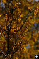 Branches. Photo by Pam McCulloch, Pinedale Online.