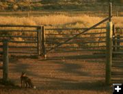 Back to the other side. Photo by Dawn Ballou, Pinedale Online.