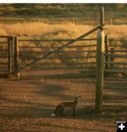 Fox and the Magpie. Photo by Dawn Ballou, Pinedale Online.