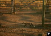 It flew to the other fencepost. Photo by Dawn Ballou, Pinedale Online.