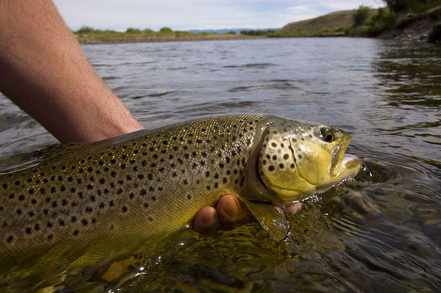 Electrofishing. Photo by Mark Gocke, Wyoming Game & Fish.