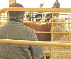 Nothing short of bullish. Photo by Joy Ufford, Sublette Examiner.