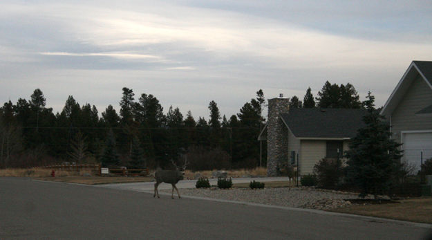 Buck Crossing. Photo by Pam McCulloch, Pinedale Online.