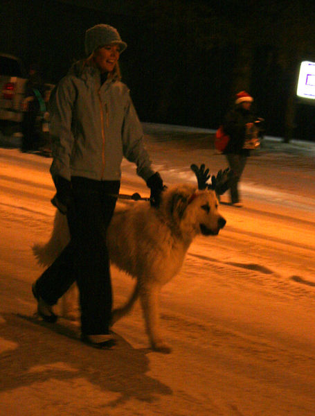 Reindeer Dog. Photo by Pam McCulloch, Pinedale Online.