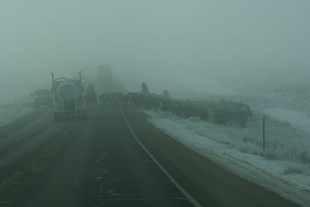 Foggy Cattle Drive. Photo by Cat Urbigkit.
