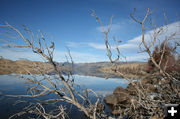 Bare branches. Photo by Kevin Haffey.