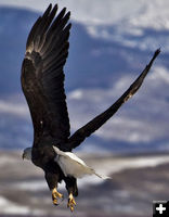 Bald Eagle. Photo by Dave Bell.