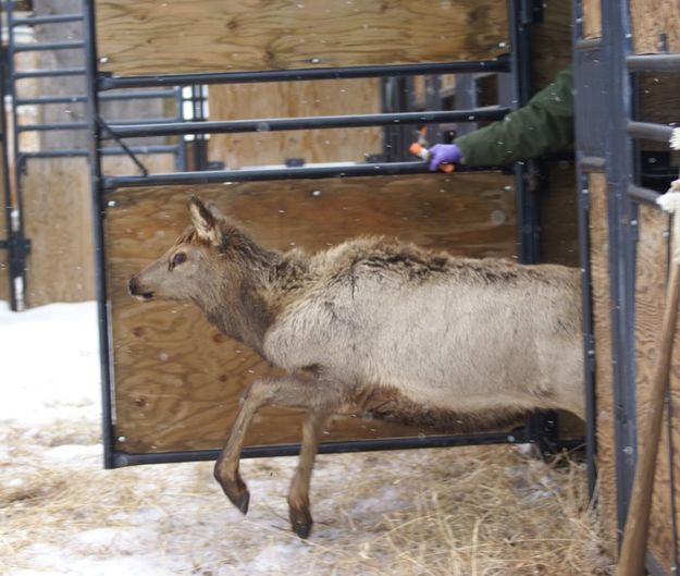 Calf release. Photo by Cat Urbigkit, Pinedale Online.