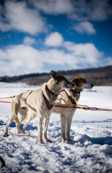 Ready to go. Photo by Octavian Dumitrescu, Pinedale Legacy Photography.