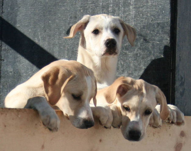 Puppies. Photo by Dawn Ballou, Pinedale Online.