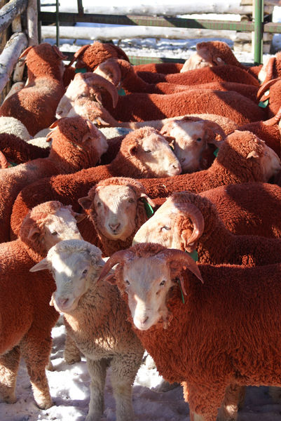 Red Sheep. Photo by Cat Urbigkit, Pinedale Online.