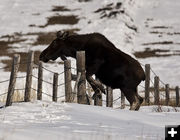 Fence Jumper. Photo by Dave Bell.