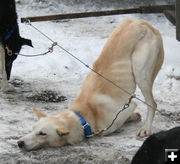 Tired dog. Photo by Dawn Ballou, Pinedale Online.